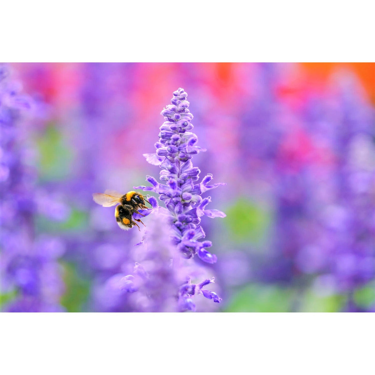 Sigma 105mm F2.8 DG DN Macro Art Lens for Sony E